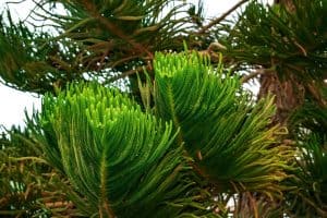 Read more about the article Can You Cut The Top Off A Norfolk Island Pine?