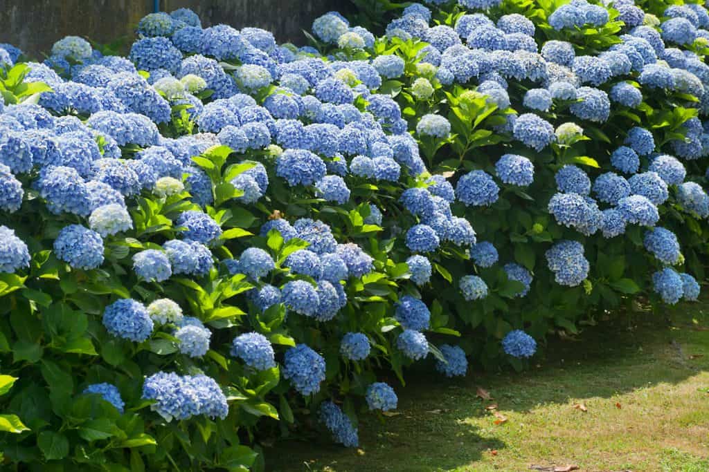 Gorgeous and brightly blooming blue hydrangeas photographed in the garden