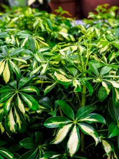 Gorgeous and healthy Schefflera plants photographed on the garden, How Long Do Schefflera Plants Live?