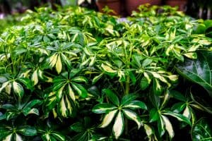 Read more about the article How Long Do Schefflera Plants Live?