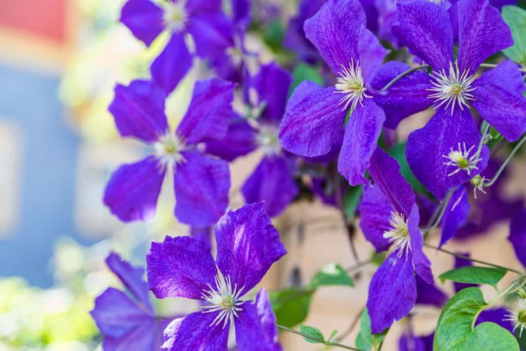 Gorgeous purple colored clematis alpina photographed on the garden