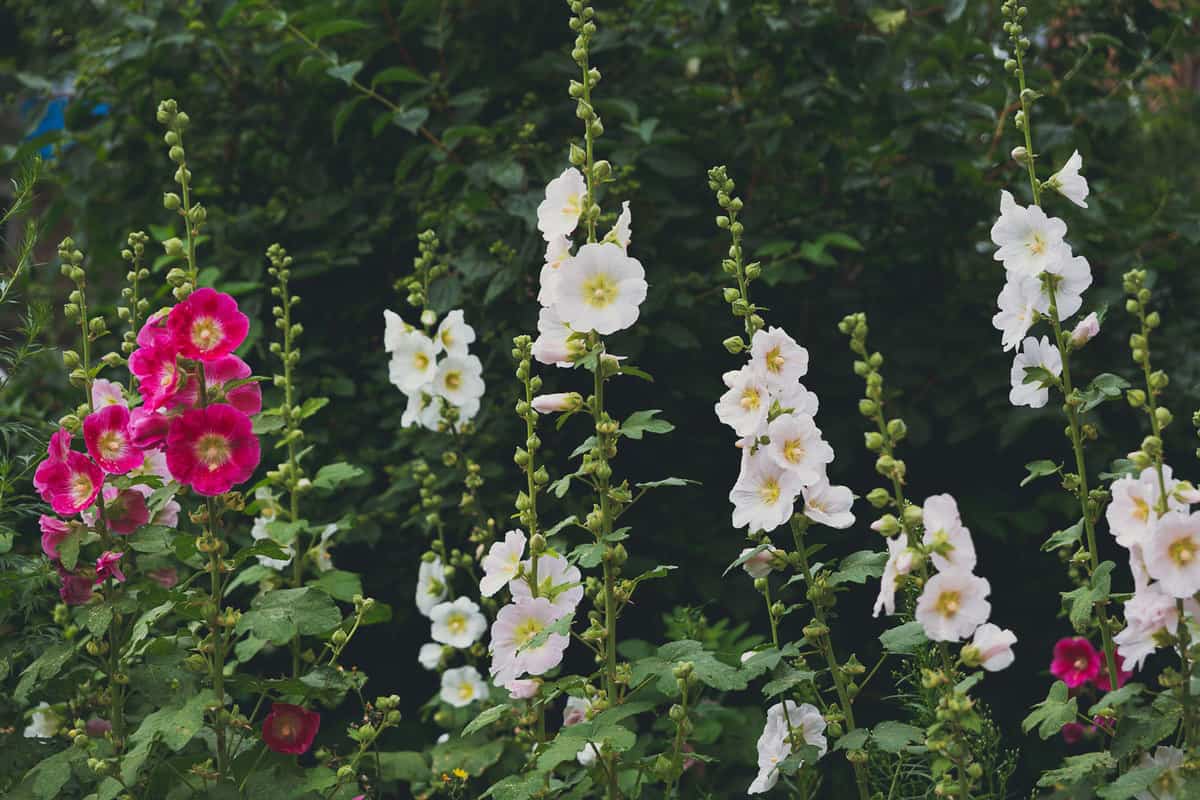 Gorgeous white hollyhock flowers blooming at the garden, How To Overwinter Hollyhocks