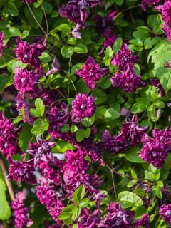 Gorgeous purple colored clematis flowers blooming in the garden, When To Transplant Clematis—And How To