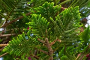 Read more about the article Why Is My Norfolk Island Pine Dying? [And What To Do About It]