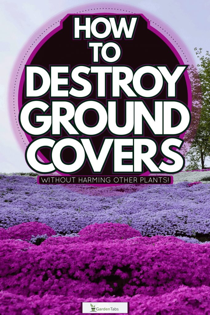 A gorgeous field of light purple and blue colored grass, How To Destroy Ground Covers—Without Harming Other Plants!