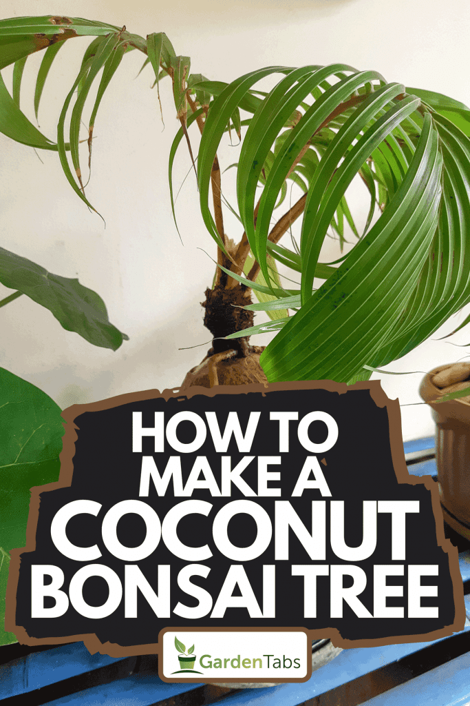 A coconut bonsai or coco bonsai are planted in pot, How To Make A Coconut Bonsai Tree