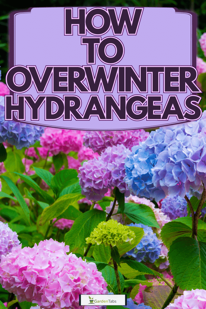 Pink and blue Hydrangeas nicely blooming in the garden, How To Overwinter Hydrangeas