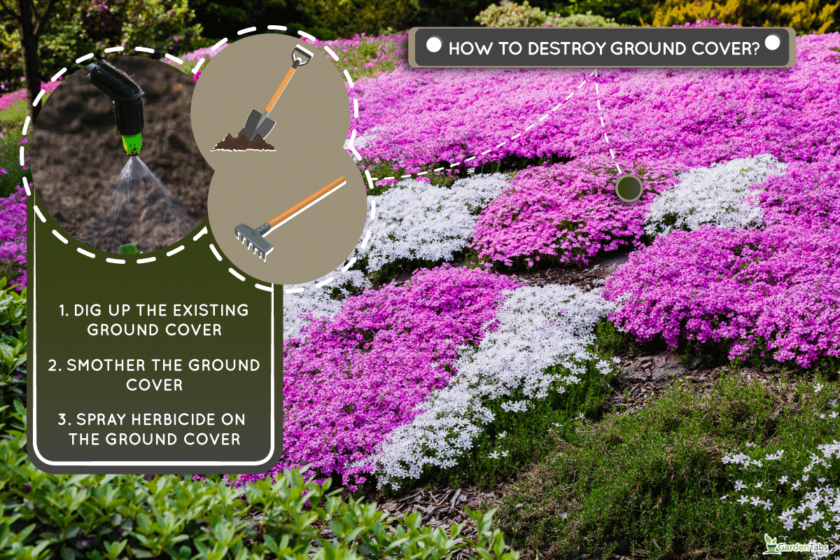 Blooming purple, pink, white Phlox subulate in landscape design, How To Destroy Ground Covers—Without Harming Other Plants!