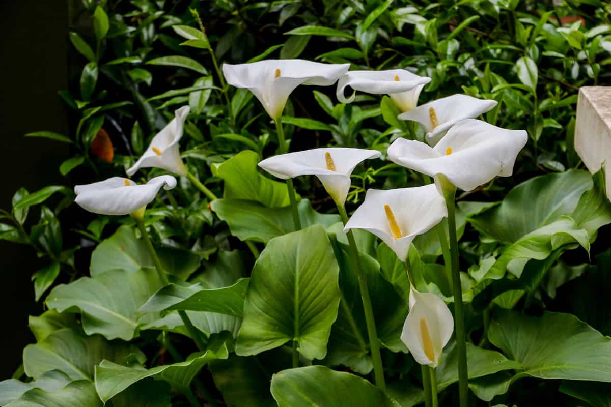 Large flawless white Calla lilies flowers, Zantedeschia aethiopica, with a bright yellow spadix in the center of each flower. The flowers are surrounded by lush green leaves in springtime in London. 