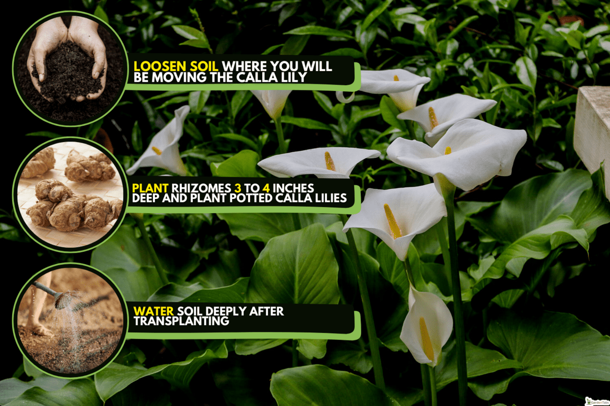 Large flawless white Calla lilies flowers, Zantedeschia aethiopica, with a bright yellow spadix in the center of each flower. The flowers are surrounded by lush green leaves in springtime in London., When To Transplant Calla Lily [And How To!]