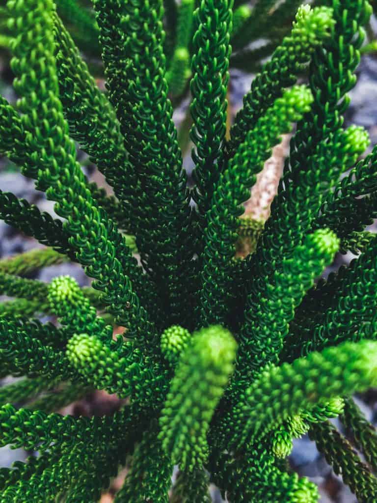 Norfolk island pine leaf green