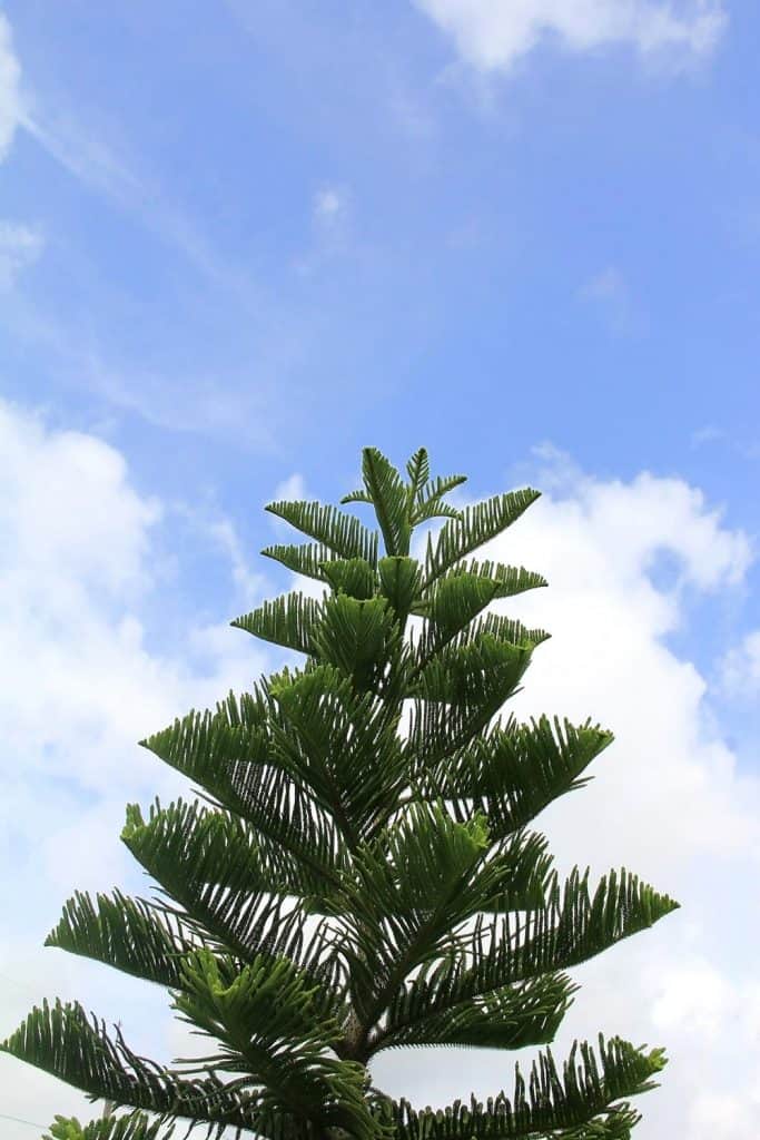 Norfolk island pine leaf on cloudy and blue sky