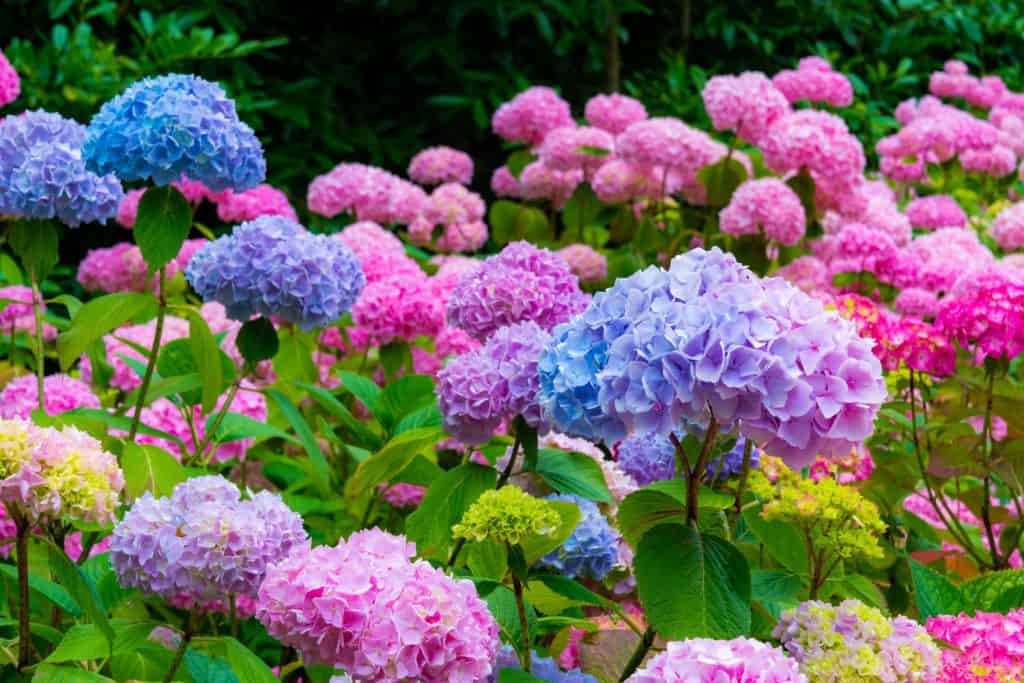 Pink and blue Hydrangeas nicely blooming in the garden