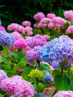 Pink and blue Hydrangeas nicely blooming in the garden, How To Overwinter Hydrangeas