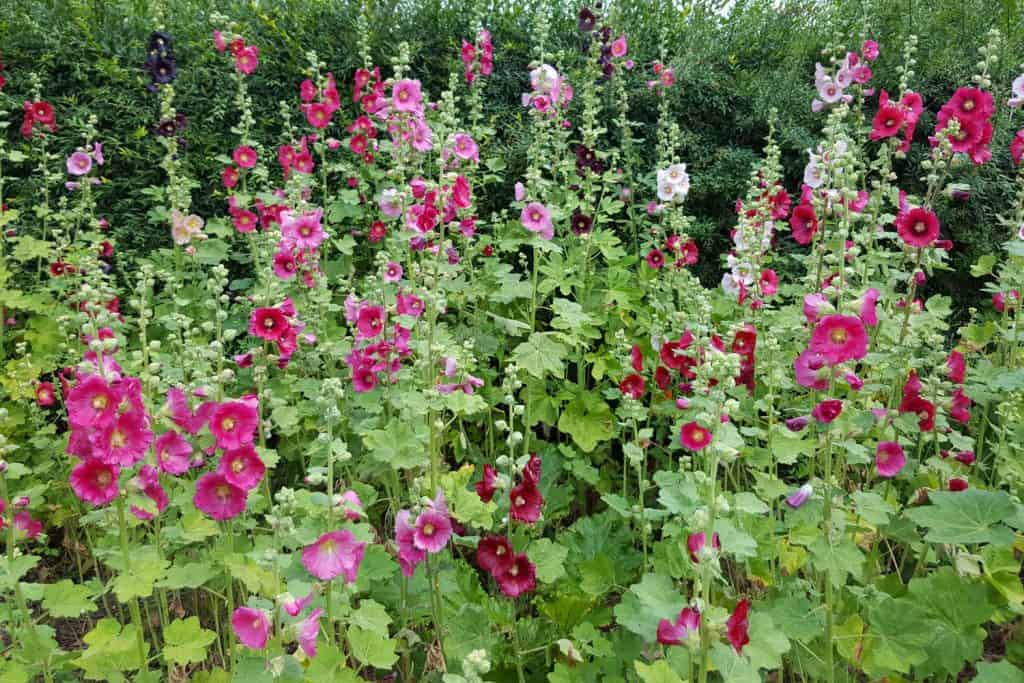 Pink and dark red hollyhock flowers at the garden