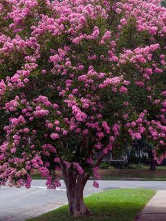 Raspberry colored crepe myrtle tree in Virginia residential neighborhood, When To Transplant Crepe Myrtle Trees And How To