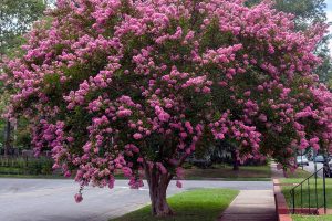Read more about the article When To Transplant Crepe Myrtle Trees And How To