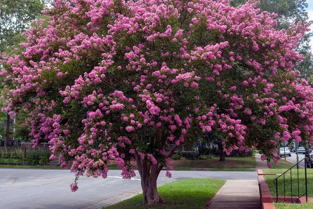 Raspberry colored crepe myrtle tree in Virginia residential neighborhood, When To Transplant Crepe Myrtle Trees And How To
