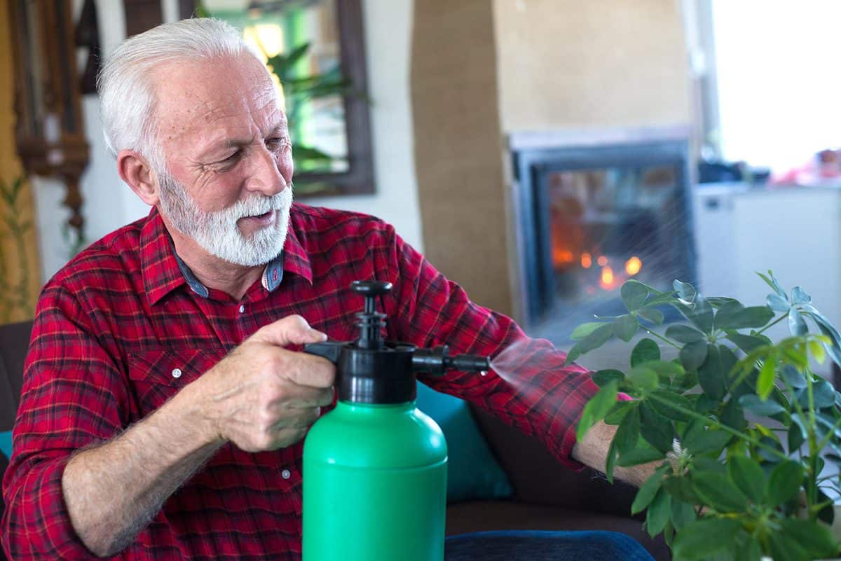 Senior man watering schefflera arboricola houseplant