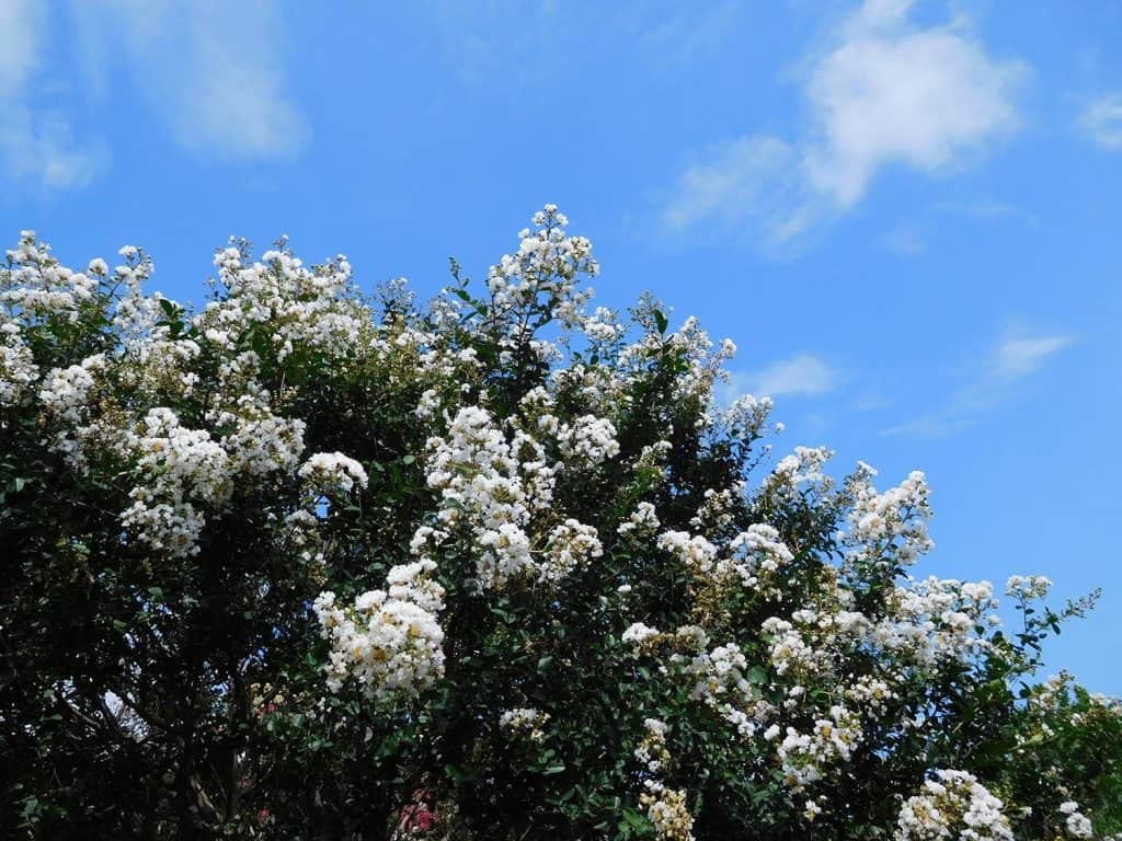The white flowers of crape myrtle tree in the park