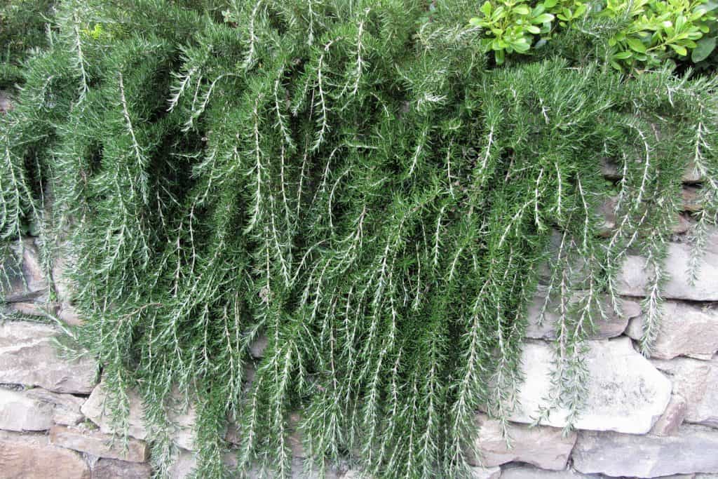 Weeping trailing rosemary growing on the ledge of the garden