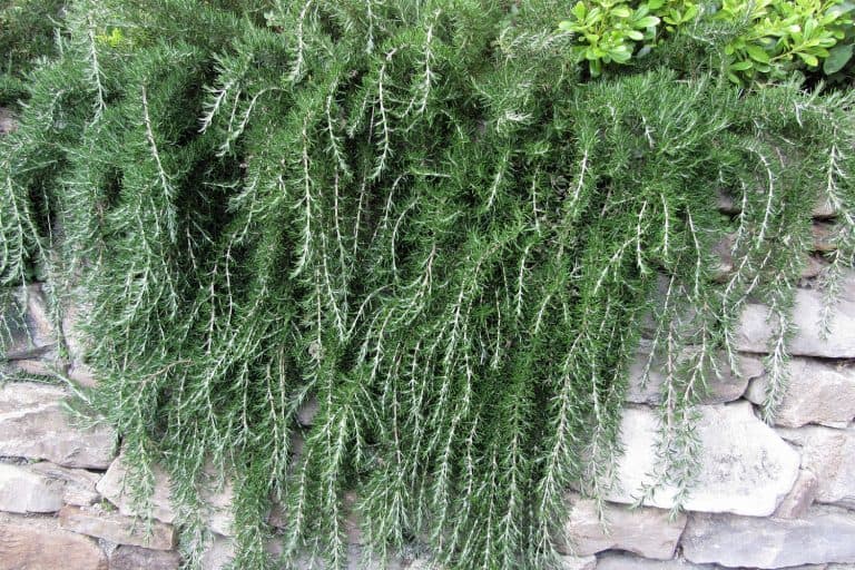 Weeping trailing rosemary growing on the ledge of the garden, 10 Ground Cover Plants That Choke Out Weeds