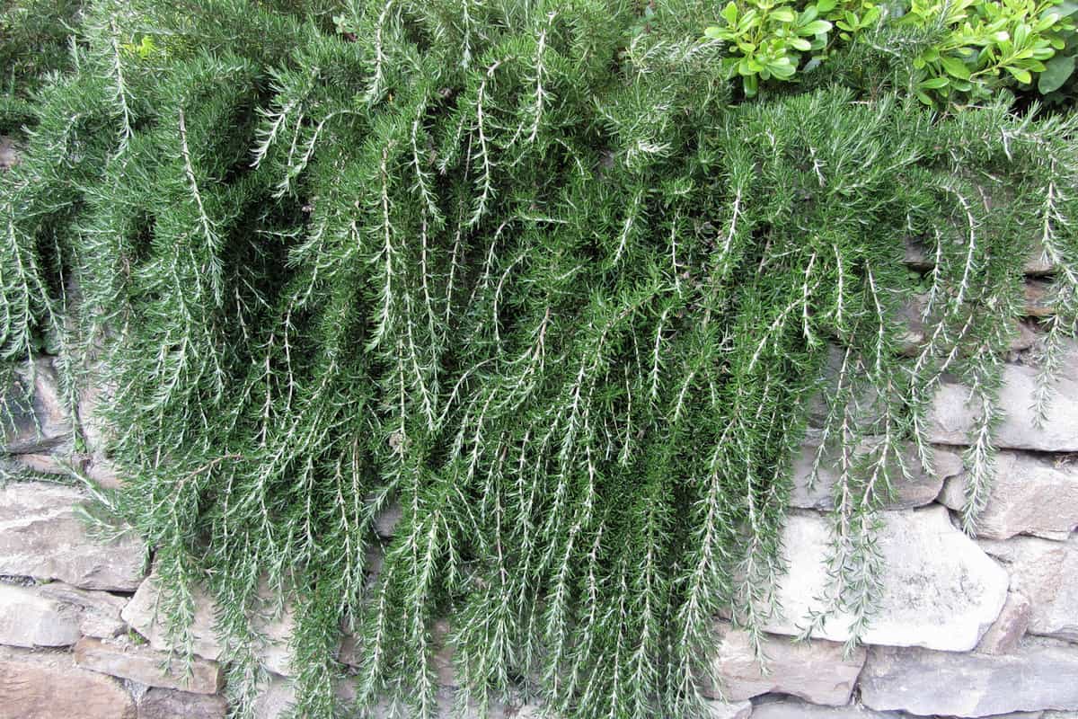 Weeping trailing rosemary growing on the ledge of the garden, 10 Ground Cover Plants That Choke Out Weeds
