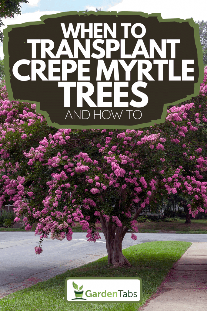 A raspberry colored crepe myrtle tree in a residential neighborhood, When To Transplant Crepe Myrtle Trees And How To