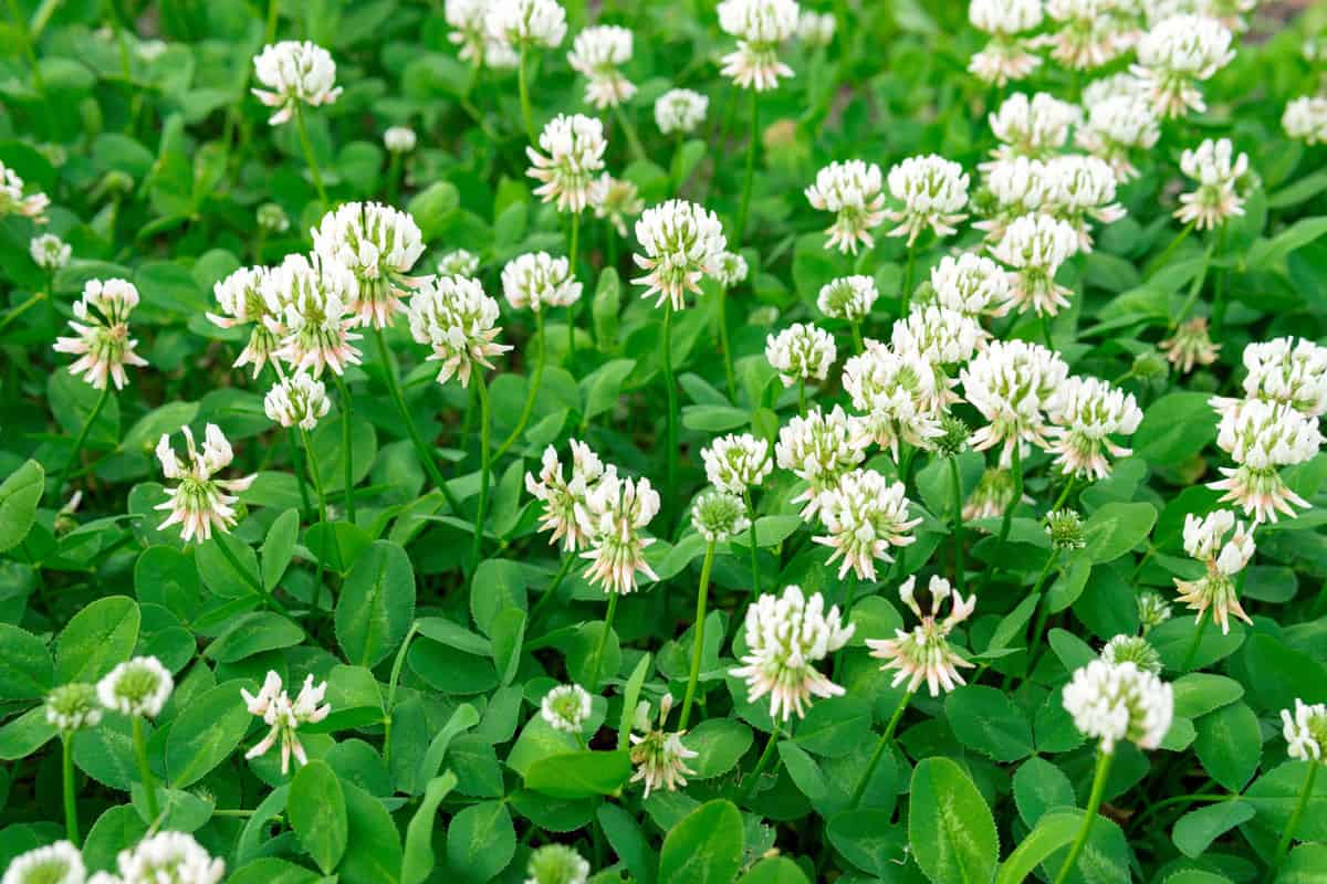 White clover flowers growing in the garden perfect for ground cover