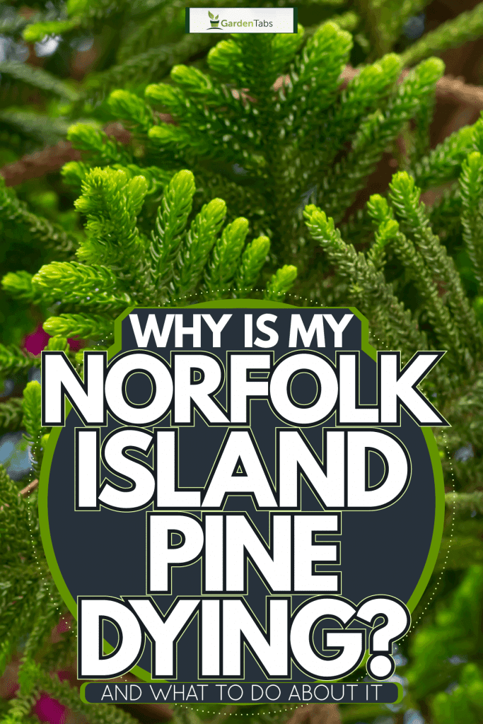 Healthy leaves of a Norfolk island pine tree, Why Is My Norfolk Island Pine Dying? [And What To Do About It]