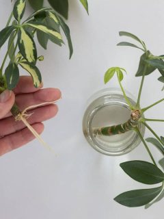 root of Schefflera arboricola or dwarf umbrella tree named and bottle of water, How To Propagate Schefflera In Water