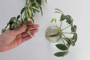 Read more about the article How To Propagate Schefflera In Water