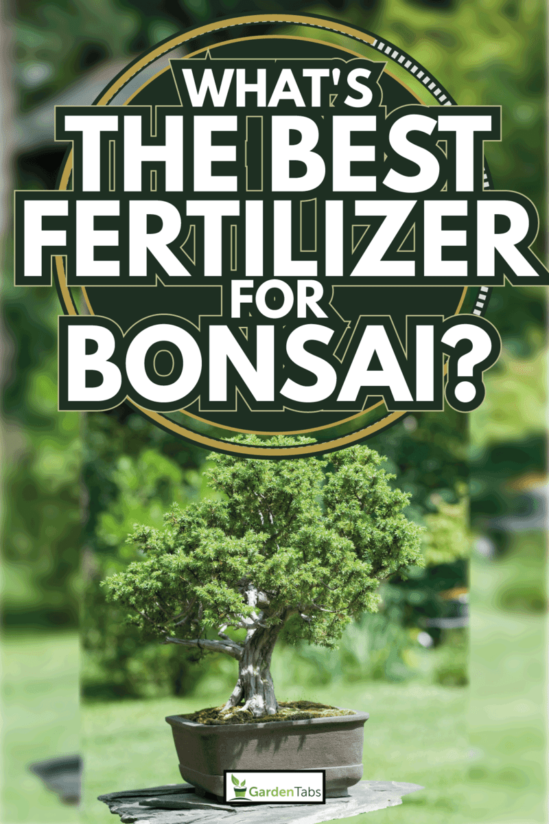 bonsai tree in the garden under the direct sunlight. What's The Best Fertilizer For Bonsai