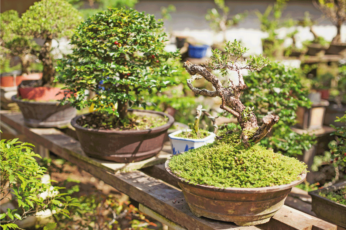 row of bonsai trees on a nursery. What's The Best Fertilizer For Bonsai