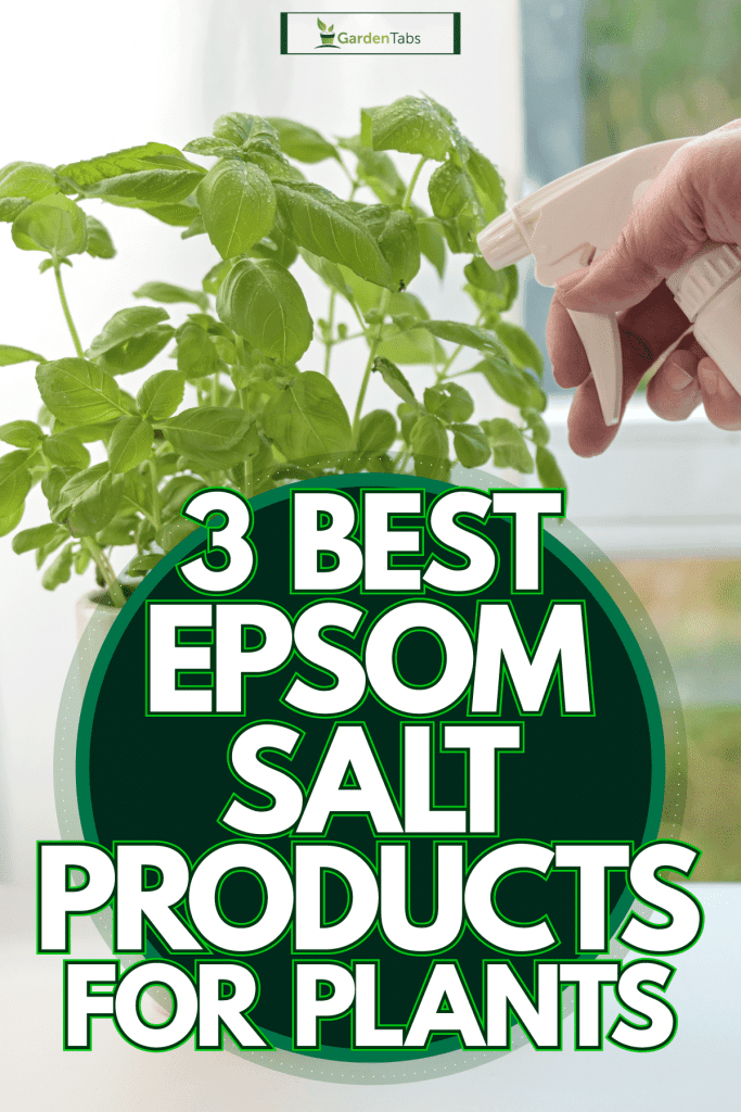 A man spraying his indoor plant with fertilizer, 3 Best Epsom Salt Products For Plants