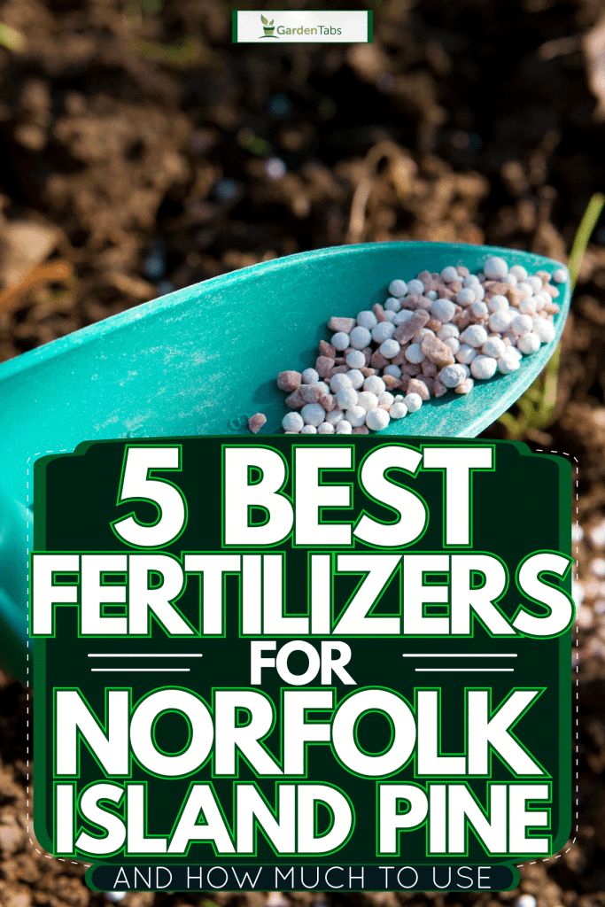 Small shovel filled with plant fertilizer, 5 Best Fertilizers For Norfolk Island Pine [And How Much To Use]
