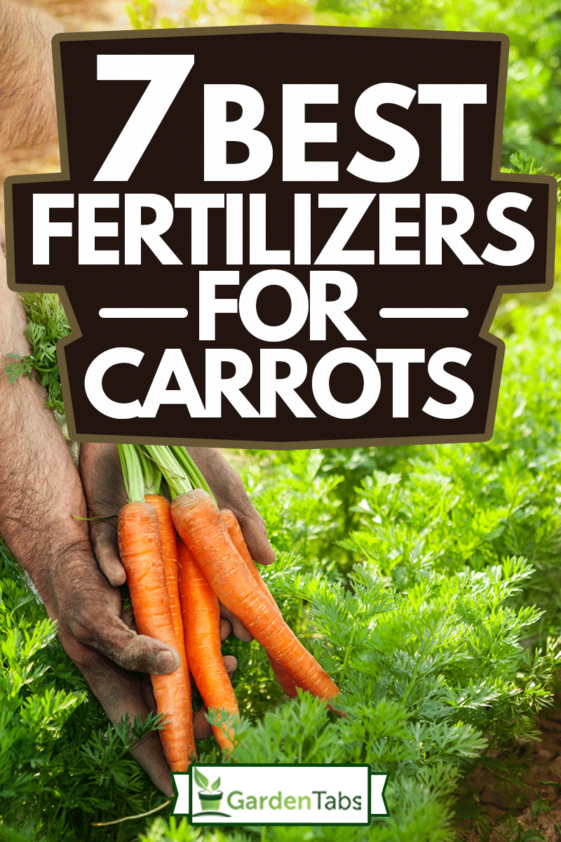 Carrots in gardener hands. Carrot picking in the garden, 7 Best Fertilizers for Carrots