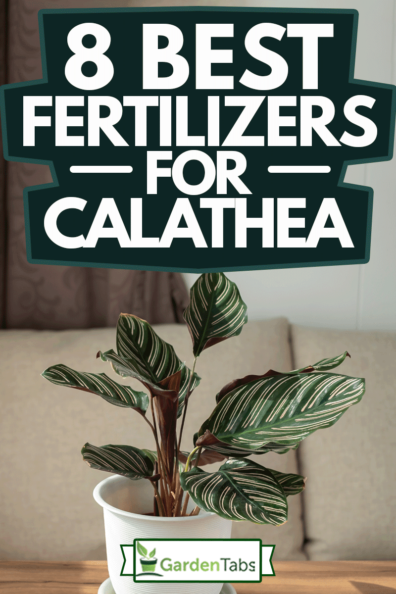 8 Best Fertilizers For Calathea, Pin-Stripe Calathea is houseplant grown in condo 's living room