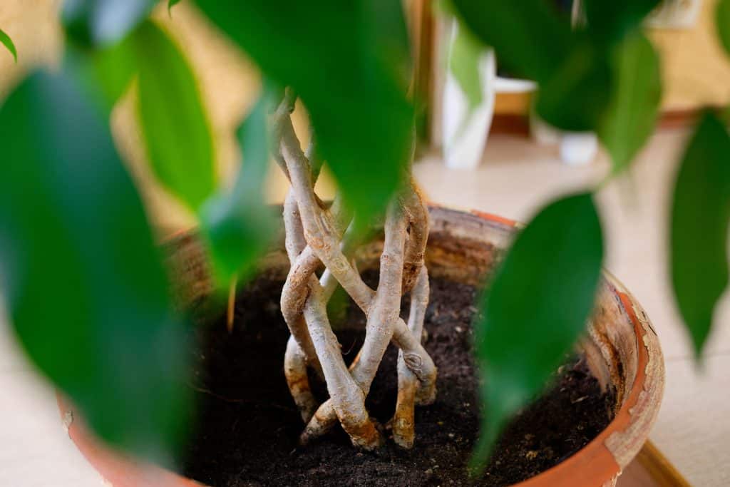 A Schefflera plant braided in its pot