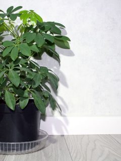 A black pot with a dwarf Schefflera tree in the living room, How To Grow Aerial Roots On Schefflera