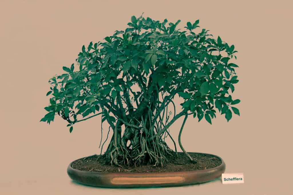 A bonsai Schefflera plant in a flat pot