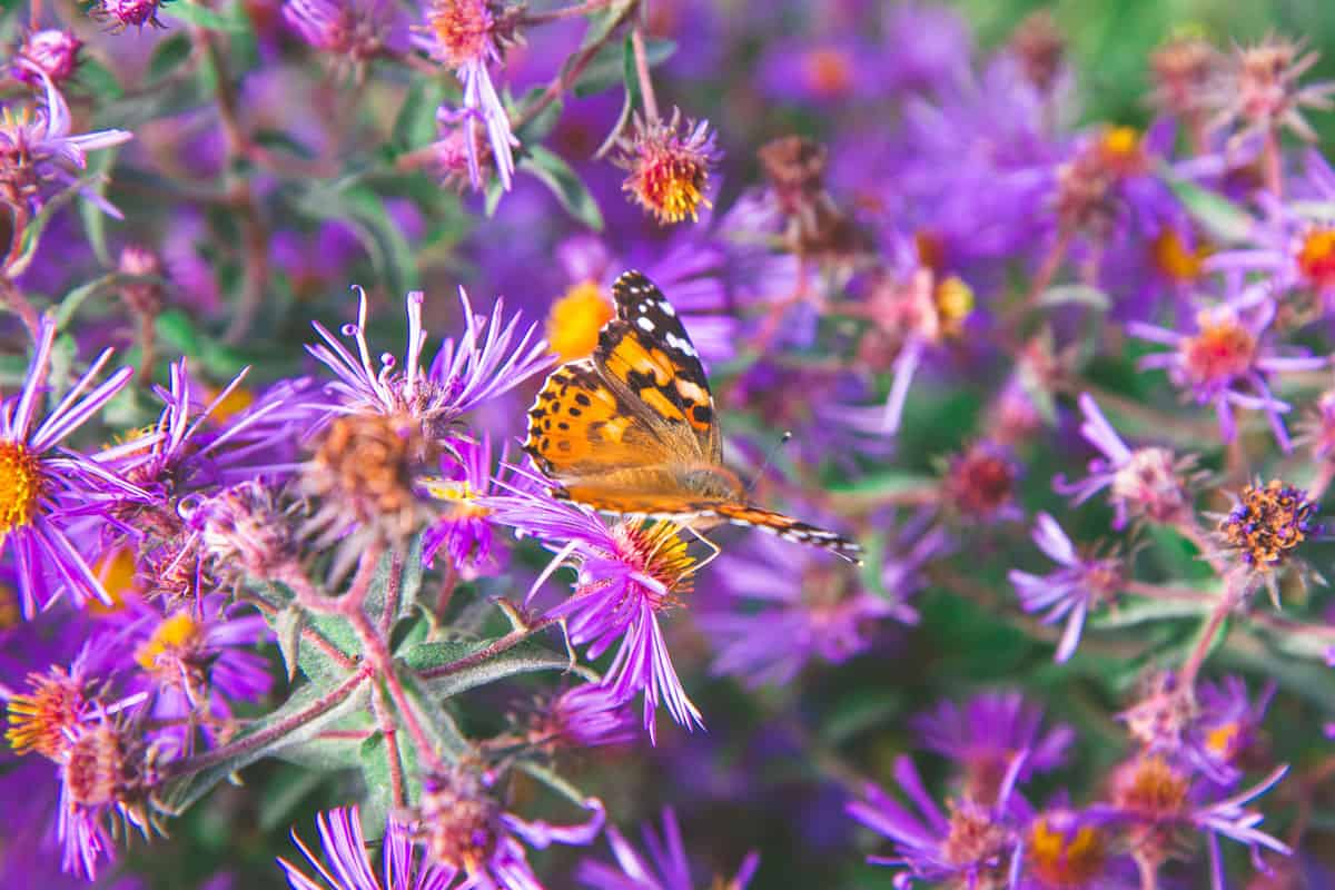 A butterfly collecting nectar from the Aster flowers, 11 Best Plants For Wet Clay Soil