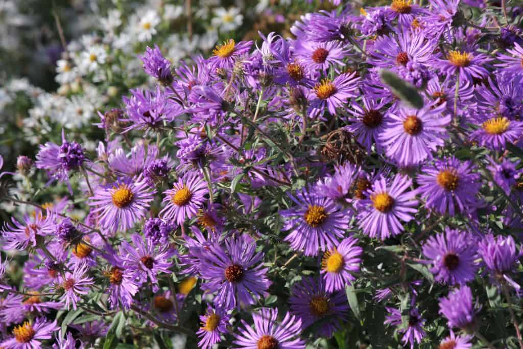 A cluster of New England Asters blooming in the full sun