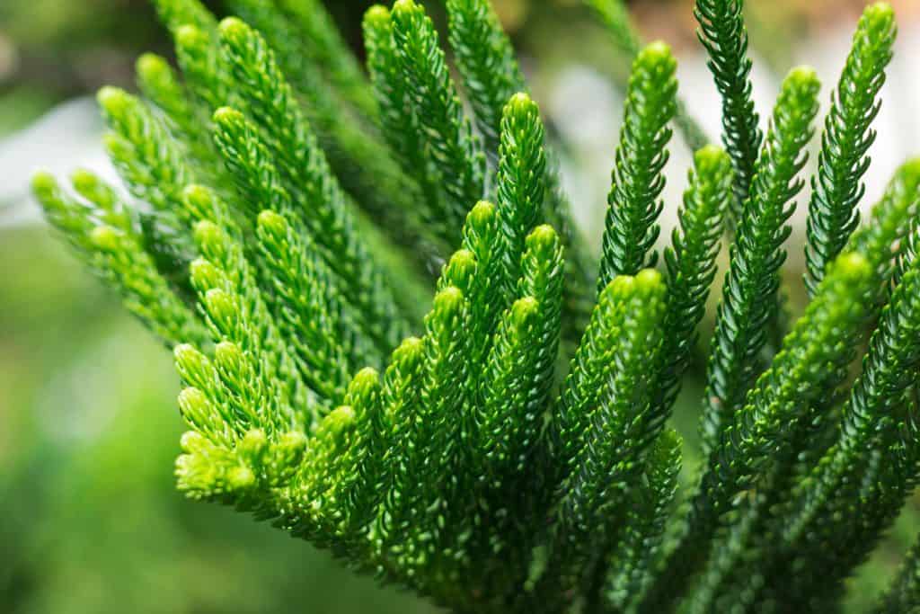 A detailed photo of a Norfolk Island pine tree leaves