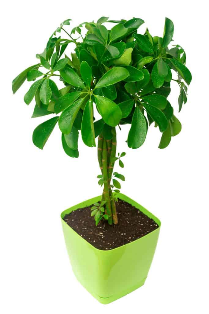 A green braided Schefflera tree planted in a green pot on a white background