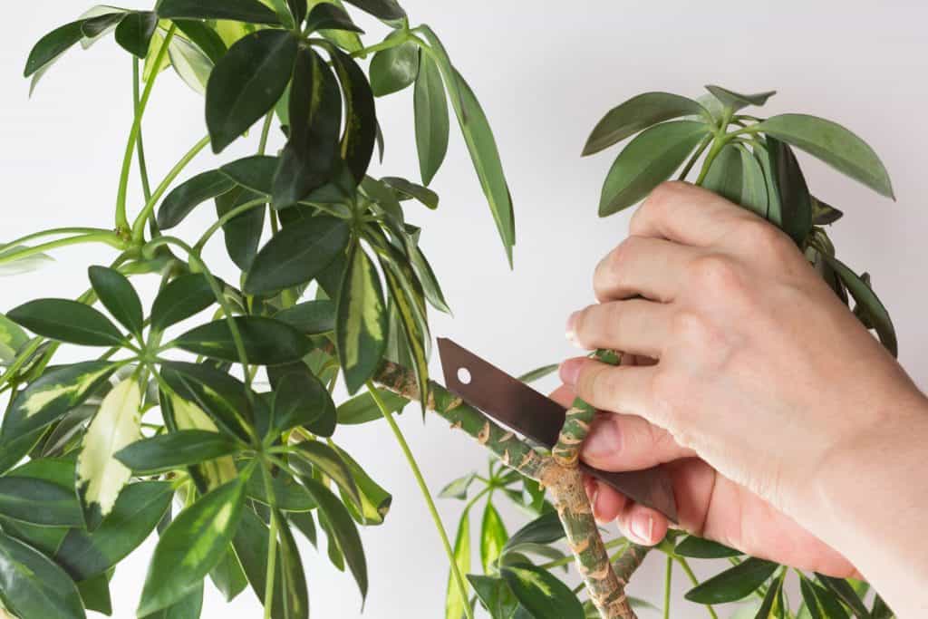 A man cutting the Schefflera plant for braiding