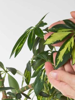 A man holding a healthy Umbrella trees leaves, How Much Light Does A Schefflera [Umbrella Tree] Need?