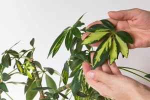 Read more about the article How Much Light Does A Schefflera [Umbrella Tree] Need?