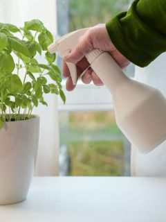A man spraying his indoor plant with fertilizer, 3 Best Epsom Salt Products For Plants