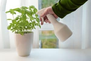 Read more about the article 3 Best Epsom Salt Products For Plants